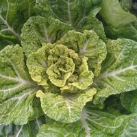 白菜,オレンジミニ白菜,種から,モニター,PRの画像