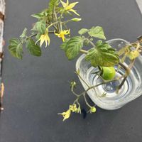 ミニトマト,ミニトマト,ミニトマト,ミニトマト,屋上の画像