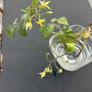 ミニトマト,ミニトマト,ミニトマト,ミニトマト,屋上の画像