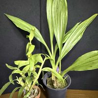 デンドロビウム,ジゴニシア　紫小町,ジゴニシア　紫小町,Den. friedericksianum,Zns.Murasakikomachiの画像