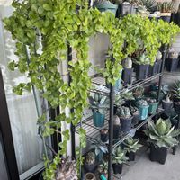 亀甲竜,塊根植物,ベランダの画像