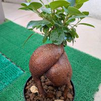 ガジュマル,ガジュマル,観葉植物,塊根植物の画像