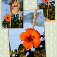 開花,レスキュー,ハンギング,ブルドッグ♡,ワンワン祭りの画像