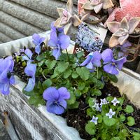 イオノプシジウム,朧月,ビオラ,TANIKU MY LOVE,いいねありがとうございます♪の画像