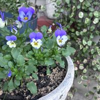 ビワ,ビオラ　おかめももか,たねからの幸せ,武器ではなく花を,ありがとうドッポさん♪の画像