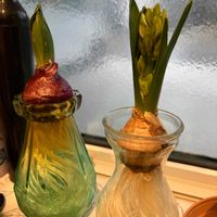 ヒヤシンス 水耕栽培,ヒヤシンス 白,ヒヤシンス　ピンク,ヒヤシンス水栽培,ヒアシスターズの画像