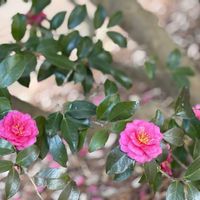 寒椿,お出かけ先の画像