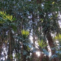 ヒイラギナンテン,ヒイラギナンテン,椿の実,ガマズミ の実,椿 つばきの画像