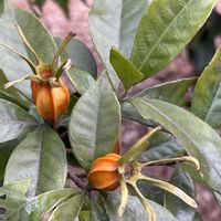 クチナシ,お出かけ先の画像