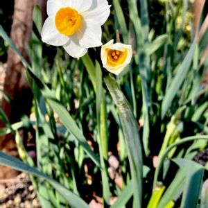 雪中花,ヒガンバナ科,植栽,有毒植物,船岡城址公園の画像