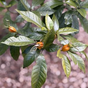 クチナシ,お出かけ先の画像