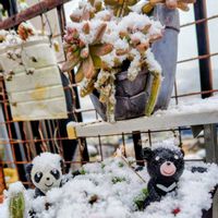 デージー,秋麗,白檀,アトランティス,多肉植物の画像