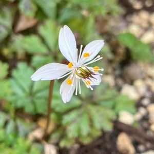 バイカオウレン,ガーデニング,ナチュラルガーデン,山野草,白い花の画像