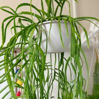 リプサリスの画像