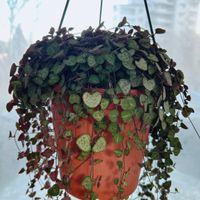 ハートカズラの画像