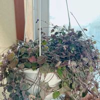 ハートカズラ斑入り《レディハート》,冬越し中の画像