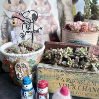 胡蝶の舞,ウスネオイデス,柱サボテン,小桃いろは,復興祈願の画像