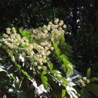 ヤツデ,南天,ヤツデの花♡,キュンキュン乙女倶楽部,山野草大好きの画像