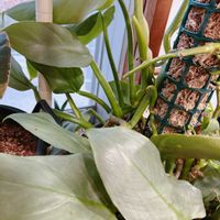 フィロデンドロン・シルバーメタルの画像