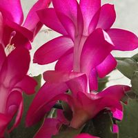 キンカン,キンカン,シャコバサボテン,シャコバサボテン,いつもありがとうの画像