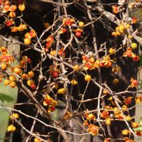 ツルウメモドキ,ツルウメモドキ,サルトリイバラ,サルトリイバラ,サネカズラの画像