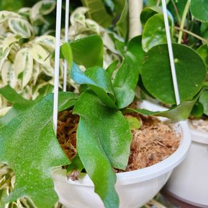 コウモリラン・ビカクシダの画像