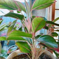 アグラオネマの画像