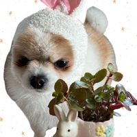 カランコエ,金魚草,ネオレゲリア,お写ん歩,ワンワン祭りの画像