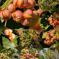 キク,キンカン,ネリネ,ハナミズキ,マサキの画像