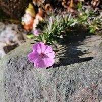 シバザクラ,庭の画像