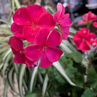 オリズルラン,キンモクセイ,ゼラニウム,ビオラ,ゴヨウマツの画像