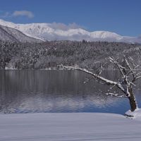サクラ,針葉樹林,中綱湖,気嵐♡,白馬三山の画像