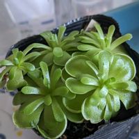 ムシトリスミレの画像