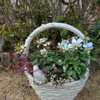 クローバー,タイム,ビオラ すみれ図鑑,タイム『ドレスホワイト』,エンジェルクローバー『レモンティ』の画像