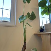 クワズイモ,クワズイモ,ストレリチア・レギネ,ストレリチア・レギネ,ストレリチア・レギネの画像