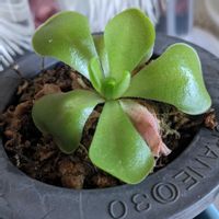 ムシトリスミレ,食虫植物の画像