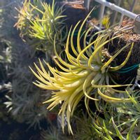 イオナンタ ドルイド,エアープランツ/チランジアの画像