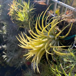 イオナンタ ドルイド,エアープランツ/チランジアの画像