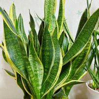 サンスベリアの画像