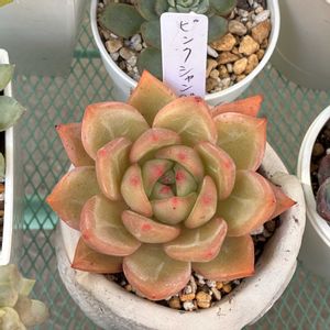 ピンクシャンペーン,多肉植物,多肉中毒,ベランダ多肉,yu-yu-.ピンクシャンペーンの画像