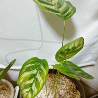 カラテア マコヤナの画像