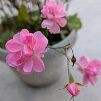 ミニバラ,エントランスの画像