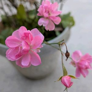 ミニバラ,エントランスの画像