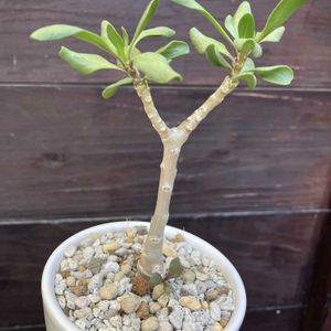 オトンナ,オトンナ フルカタ,多肉植物,塊根植物,コーデックスの画像