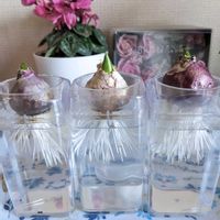 ヒヤシンス,楽しい,ヒヤシンス水栽培の画像