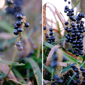 ヤブラン,広い庭の画像