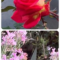 ローズマリー,今日の庭から,薔薇ラブ❤️,我が家の小さな庭♡,コラージュ仲間達の画像
