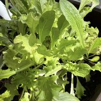 ミックスレタス,プランター野菜の画像