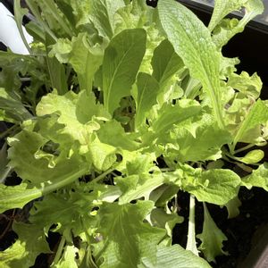 ミックスレタス,プランター野菜の画像