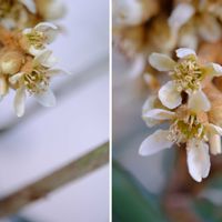 ビワ,広い庭の画像